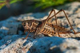 These palps allow the grasshopper. Locust Is Sitting On Rock Stock Photo Image Of Carapace 97239178