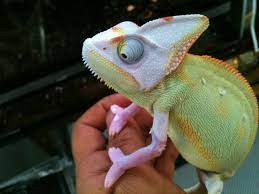 Translucent Veiled Chameleon For Sale Baby Pied Veiled Chameleons Chameleons For Sale Veiled Chameleon Chameleon Pet
