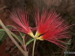 Image result for Teramnus uncinatus