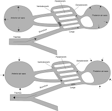 air flow patterns facilitate efficient gas exchange birds