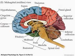 Paints And Pistols What Is Optic Nerve Hypoplasia Everything I Kno Brain Diagram Brain Anatomy And Function Human Brain Anatomy