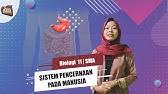 Untuk memperoleh satu gelas resep ini kamu membutuhkan kurang lebih 30 lembar daun. Hots Ipa Sd Mengapa Gedung Bioskop Dilapisi Bahan Karpet Youtube