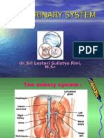 Bergerak dengan mengunjurkan organisasi sel pseudopodium (kaki palsu). Biologi Tingkatan 5 Bab 3 Rangsangan Gerakbalas Ms En Neuron Kidney