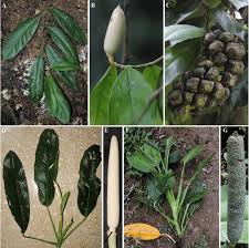 Image result for Araceae