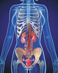 What S Causing Bladder Pain Or Burning Harvard Health