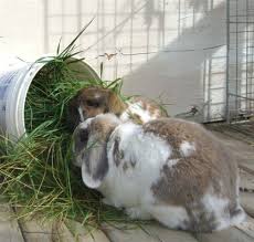 Holland Lop Size Binkybunny