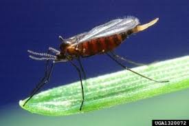 This time we are looking on the crossword puzzle clue for: Tips Information About Insects Gardening Know How