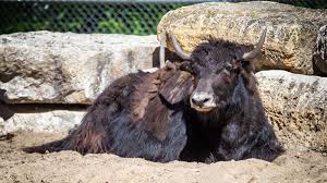 Image result for yak
