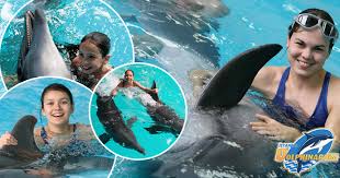 Dolphinarium Nerede Nasil Gidilir Ziyaret Saatleri Ve Giris Ucreti Gezilecek Yerler