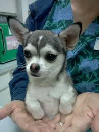 Maybe you would like to learn more about one of these? Chihuahua Husky Puppies Pets Lovers