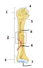 Diagram of a bone with labels wiring diagrams click. Ch 6 Bone Bone Formation Flashcards Cram Com