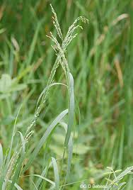 It can grow up to 2.7 m (8 ft 10 in) high, but is typically shorter than big bluestem grass or indiangrass. Switch Grass Panicum Virgatum L