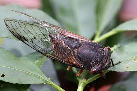 Borrowed from latin plaga (a blow, a welt, a stripe). File Cicada Black Prince Psaltoda Plaga 6871011140 Jpg Wikipedia