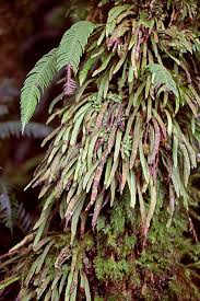 Image result for Grammitis