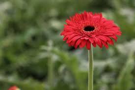 Die gattung gerbera gehört zur familie der korbblütler (asteraceae). Gerbera Pflanzen Pflegen Uberwintern Schoner Wohnen