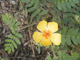 Image result for Buchnera chimanimaniensis