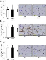 Myeloperoxidase A F4 80 B And Cd3 C Were Stained Positive Cells Download Scientific Diagram