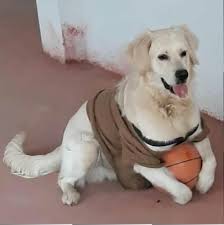 Kayip Aydin Golden Retriever Kopek Sahiplendirme