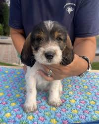 Image result for velký vendéeský hrubosrstý honič