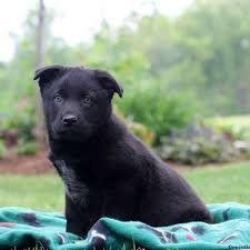 Labs are sociable, affectionate, and loyal. 7 Things To Know Before Buying A German Shepherd Lab Mix A K A Sheprador