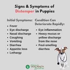 Puppy Distemper - Symptoms, Conventional And Natural Treatment