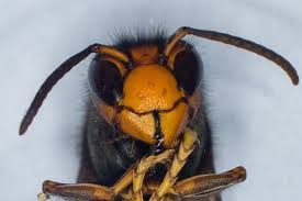 Mice Executioner Wasp Sting Wound