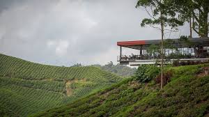 During world war ii, the estate was occupied by the japanese and largely abandoned. Cameron Highlands Boh Tea Plantation Sungai Palas 013 Flickr