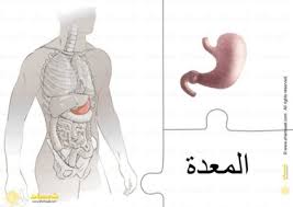 أعضاء الجسم الداخلية الأمعاء المعدة الكبد القلب الرئتين 5 omar art