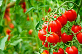 12 Expert Tips on Growing Delicious Tomatoes at Home