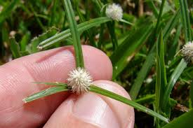 Image result for Kyllinga squamulata