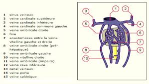 Thrombose Porte Extra Hepatique De L Enfant Etude Observationnelle Retrospective En Occitanie Sur 25 Ans Semantic Scholar