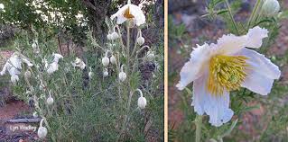 Image result for Clematis villosa