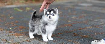 Buffy pomsky female is here@rollyteacuppuppies blue eyes, husky look yet tiny!! Rolly Teacup Puppies Olx