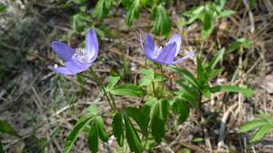 Hope and new life concept. Anemonoides Oregana Wikipedia