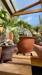 Image result for Cyphostemma montanum