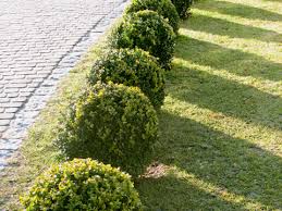 Les persistant plantes et éléments seront placés en fonction de cette structure. Comment Bien Choisir Ses Arbustes Pour Le Jardin