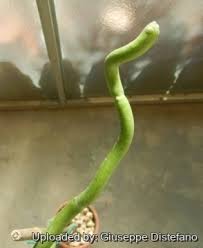 Image result for Cynanchum orangeanum