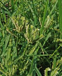 Image result for Eleusine africana