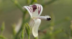 The name is derived from the type genus rosa. Xuyen Tam Lien Vá»‹ Thuá»'c Trá»‹ Covid Cong Dá»¥ng Cach Dung Gia NÆ¡i Mua