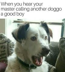 Twenty Seven Pupular Doggo Memes I Can Has Cheezburger Funny Animal Photos Funny Animal Memes Really Funny Pictures