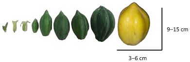 Image result for Vasconcellea pubescens