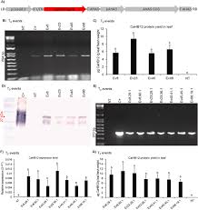 Check spelling or type a new query. Overexpression Of The Cahb12 Transcription Factor In Cotton Gossypium Hirsutum Improves Drought Tolerance Sciencedirect