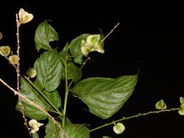 Image result for Gouania tiliifolia