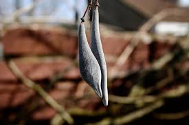 With such care, even this young vine produces a prodigious amount of flowers. Planting Wisteria Seed Pods When Should I Plant Wisteria Seeds