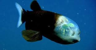 Transparent Headed Fish Of The Day Weird Sea Creatures Deep Sea Creatures Ocean Animals