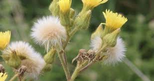 Image result for Sonchus friesii
