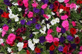 Growing Petunias Umn Extension