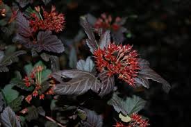 We did not find results for: Great Design Plant Sun Loving Ninebark Puts On A Color Show