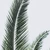 Cut slits from the top of the folds to the middle of the leaf. Https Encrypted Tbn0 Gstatic Com Images Q Tbn And9gctzrs9rutidnlrlbxtcw0qijvtas6qivqafuctzkv4 Usqp Cau