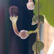 Image result for Ceropegia achtenii